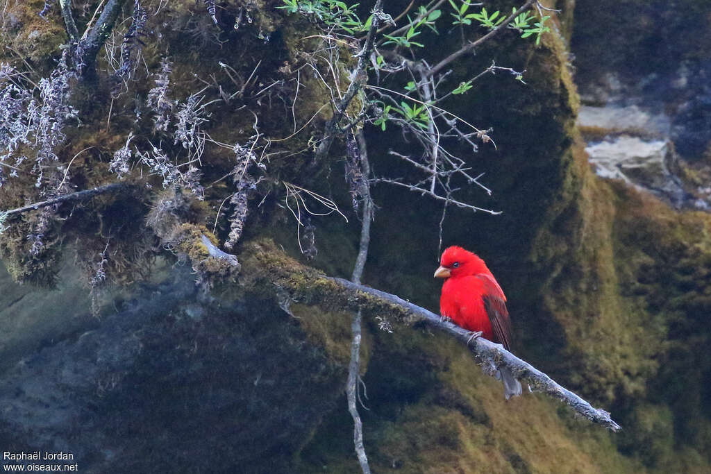 Scarlet Finch male adult breeding, identification