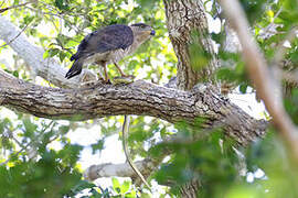 Southern Banded Snake Eagle