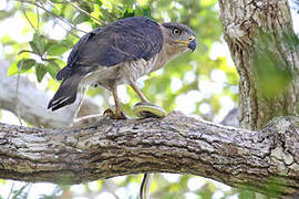 Southern Banded Snake Eagle