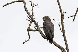 Western Banded Snake Eagle