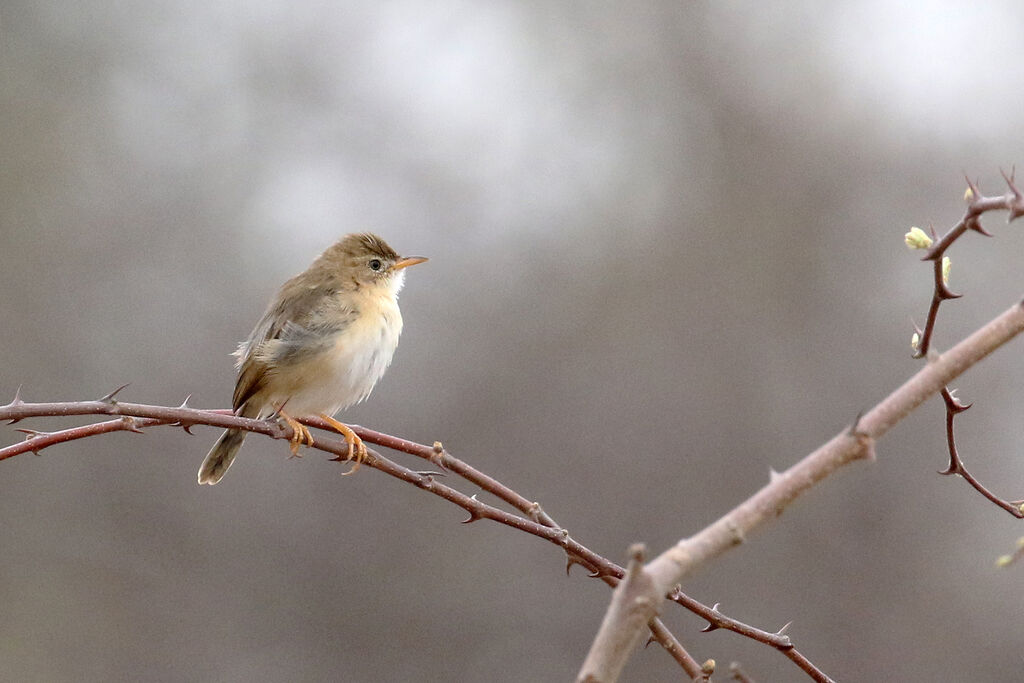 Short-winged Cisticolaadult breeding