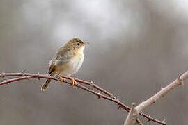 Short-winged Cisticola