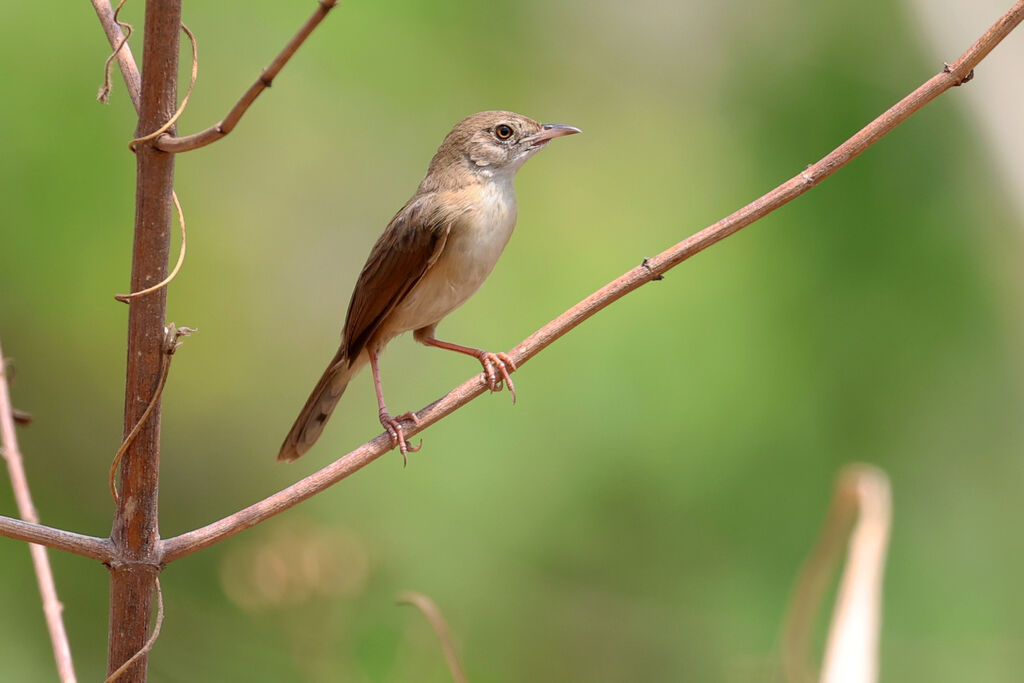 Short-winged Cisticola