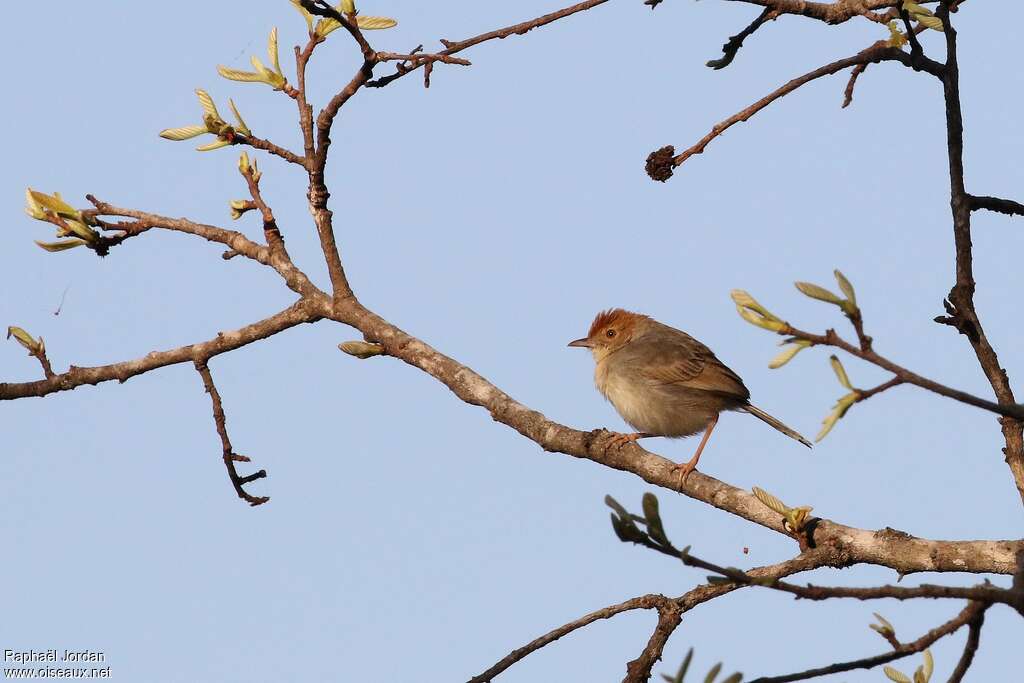 Neddickyadult, habitat