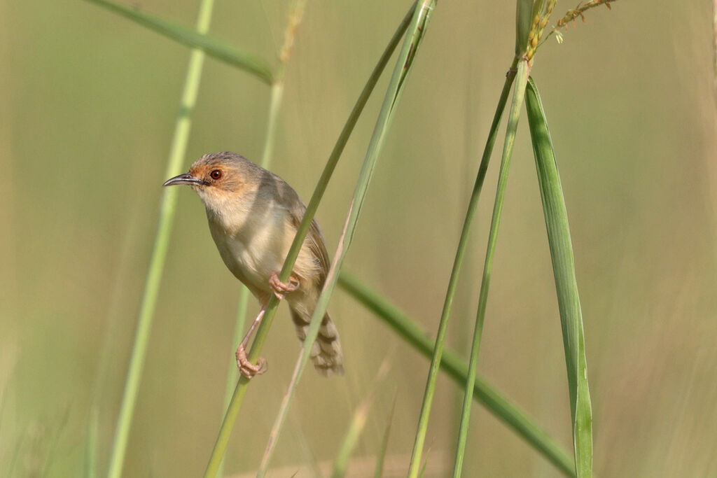 Red-faced Cisticolaadult