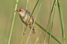 Red-faced Cisticola