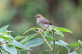 Chattering Cisticola