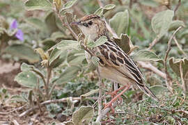 Pectoral-patch Cisticola