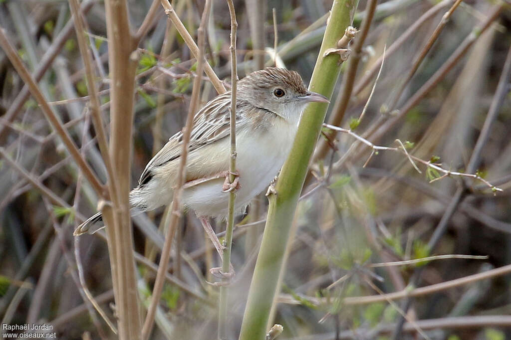 Cisticole cendrée, habitat, pigmentation