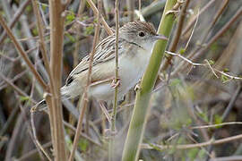 Ashy Cisticola