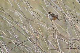 Pale-crowned Cisticola