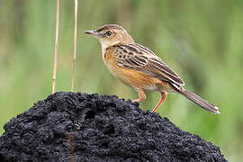 Dambo Cisticola