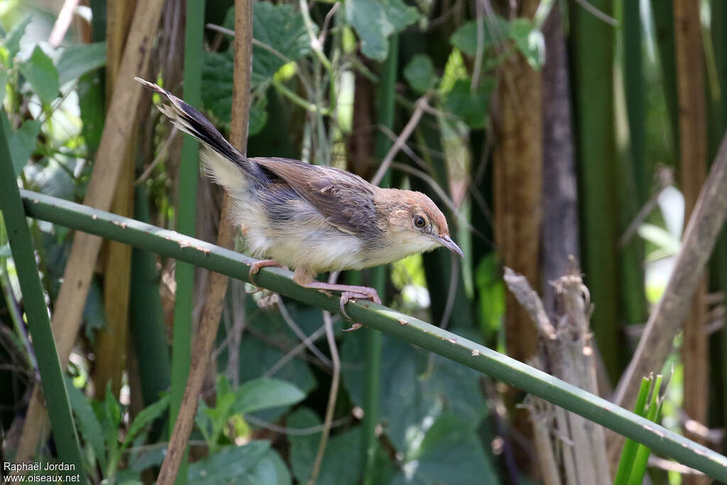 Carruthers's Cisticola, identification