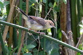 Carruthers's Cisticola