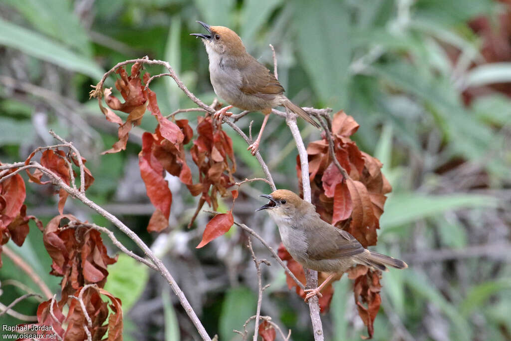 Chubb's Cisticolaadult, song