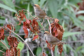 Chubb's Cisticola