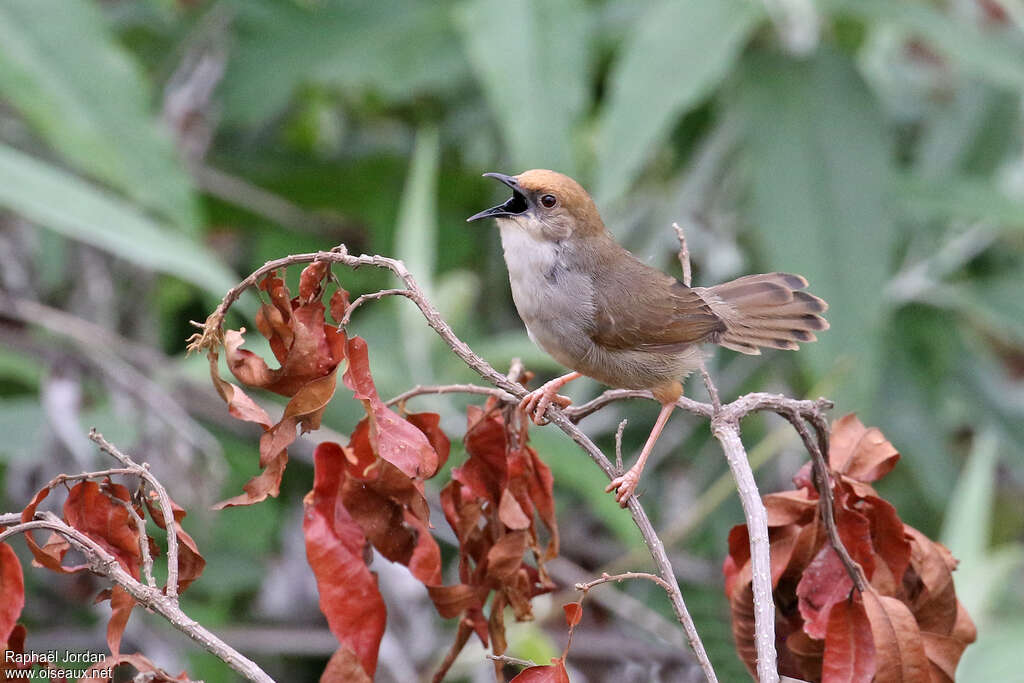 Chubb's Cisticolaadult, song