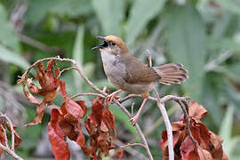 Chubb's Cisticola