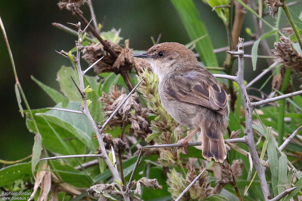 Hunter's Cisticolaadult, habitat, pigmentation