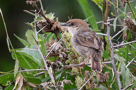 Hunter's Cisticola