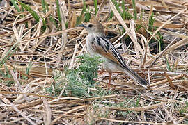 Luapula Cisticola