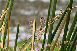 Luapula Cisticola