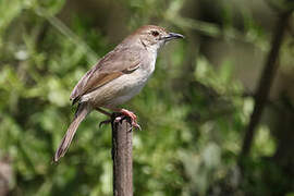 Trilling Cisticola