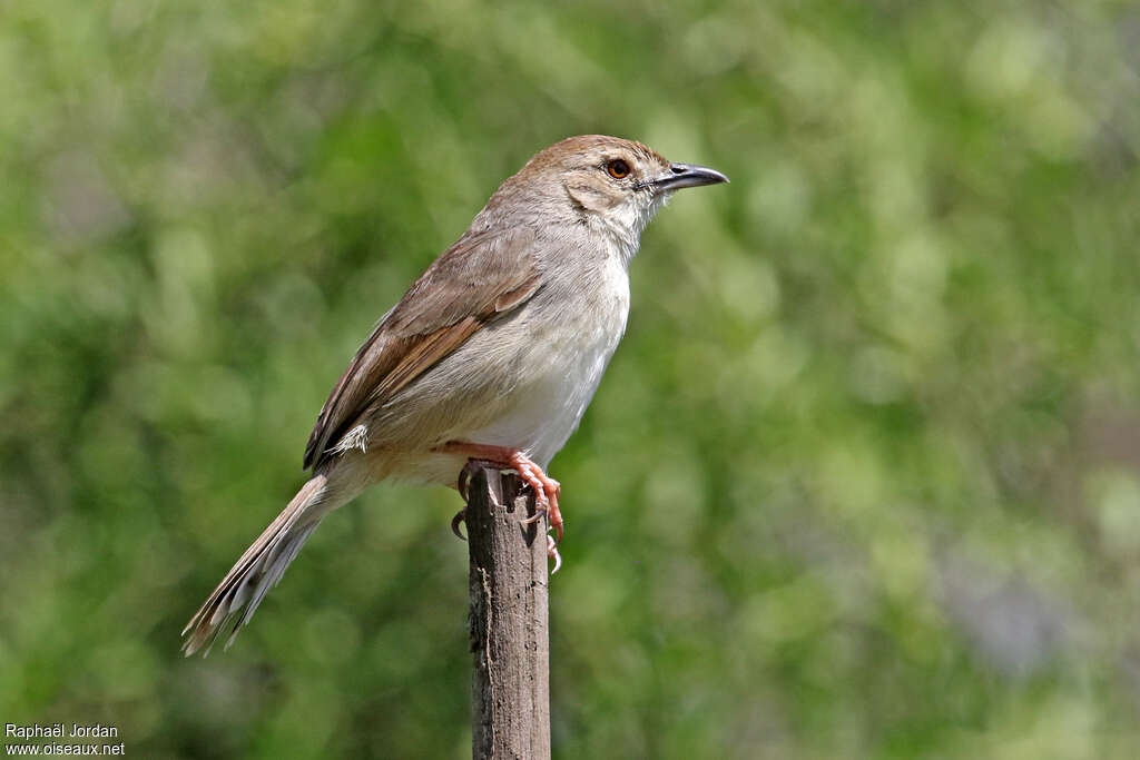 Trilling Cisticolaadult, identification