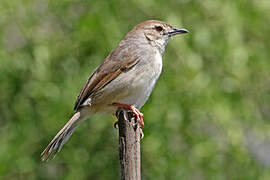 Trilling Cisticola