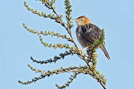 Aberdare Cisticola