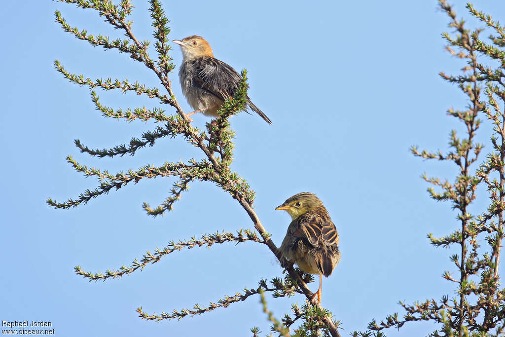 Aberdare Cisticola, habitat, pigmentation