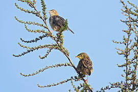 Aberdare Cisticola