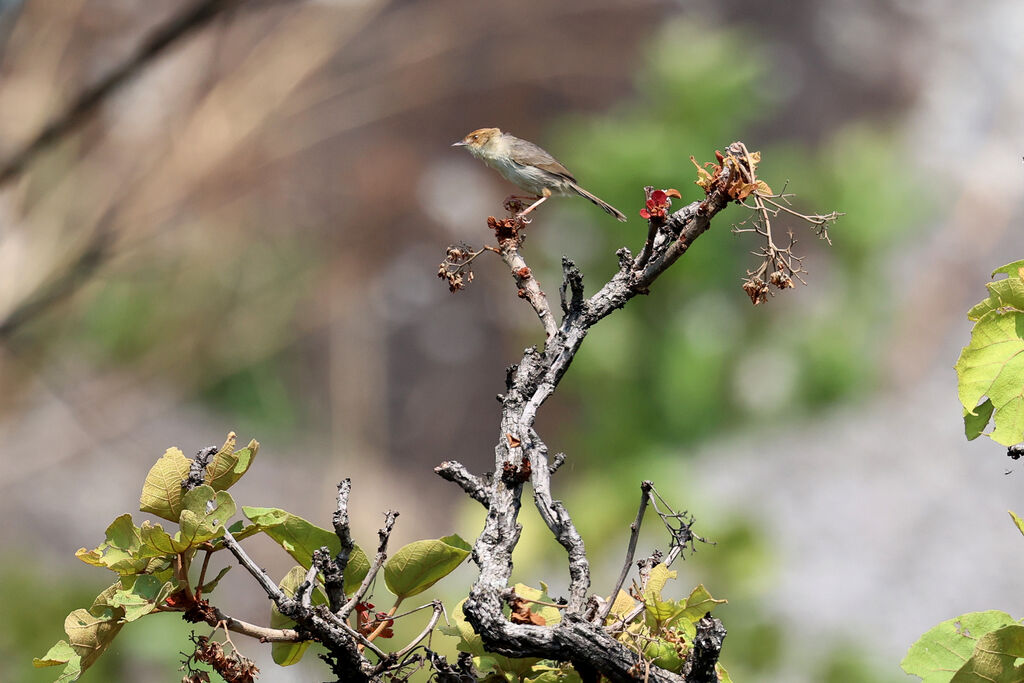 Cisticole des Bailundos