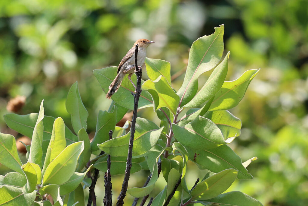 Cisticole des Bailundosadulte