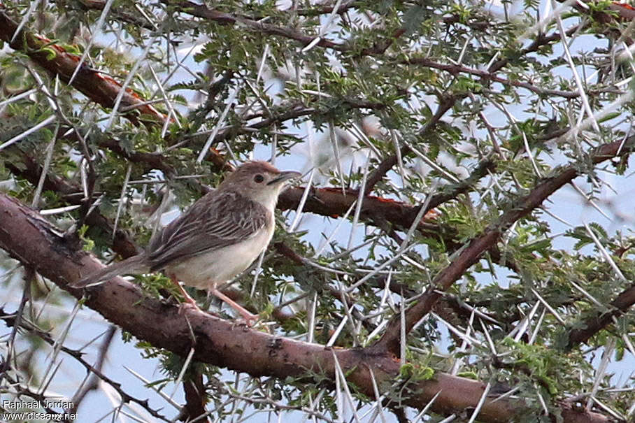 Boran Cisticolaadult, habitat, pigmentation