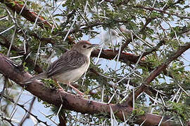 Boran Cisticola