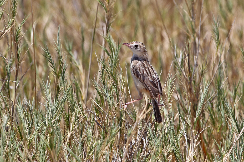 Desert Cisticolaadult breeding