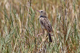 Desert Cisticola