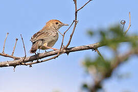 Rattling Cisticola