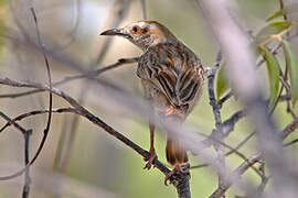 Tinkling Cisticola