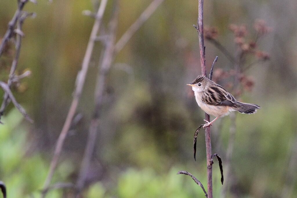 Madagascan Cisticola