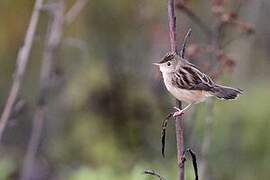 Madagascar Cisticola