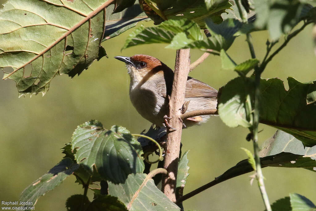 Cisticole masquéeadulte, habitat, pigmentation