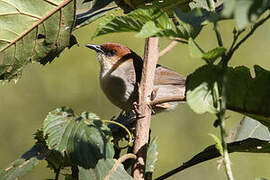 Black-lored Cisticola