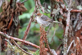 Churring Cisticola