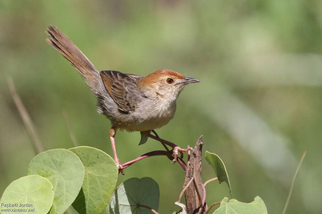 Churring Cisticolaadult, identification