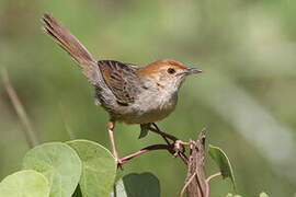 Churring Cisticola