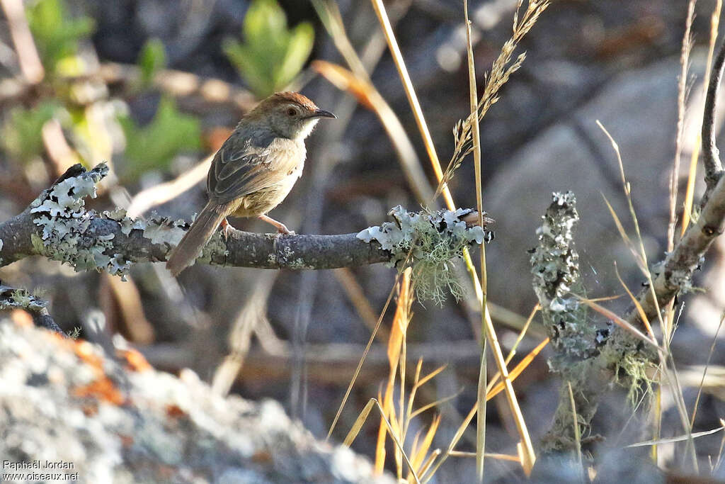 Lazy Cisticolaadult, identification