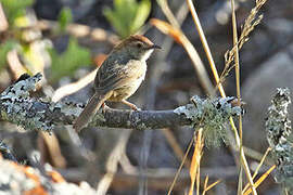 Lazy Cisticola