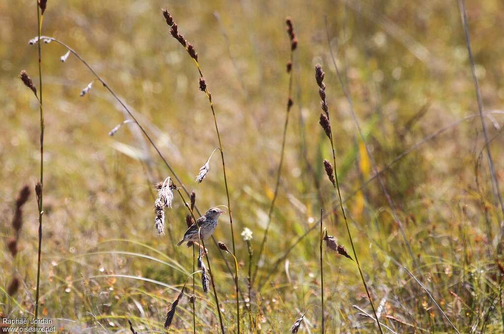 Cloud Cisticola male adult breeding, identification